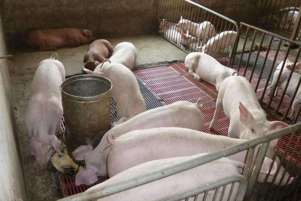 小猪水肿怎么治疗用什么药，是什么原因导致的