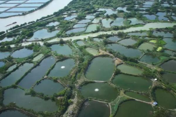 桑基鱼塘的原理,桑基鱼塘的优点