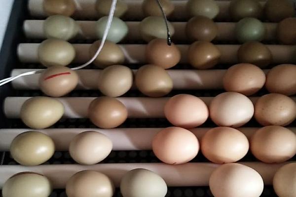 鸡蛋多少温度可以孵出小鸡，鸡蛋孵化成小鸡需要多少天