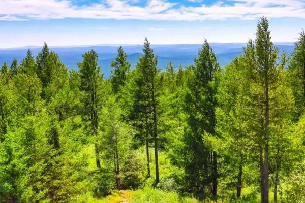 农林牧副渔的副业指什么,农林牧副渔分别指什么