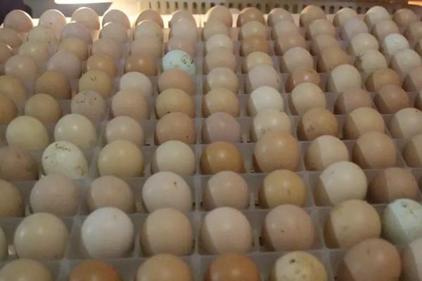 鸡蛋多少温度可以孵出小鸡，鸡蛋孵化成小鸡需要多少天