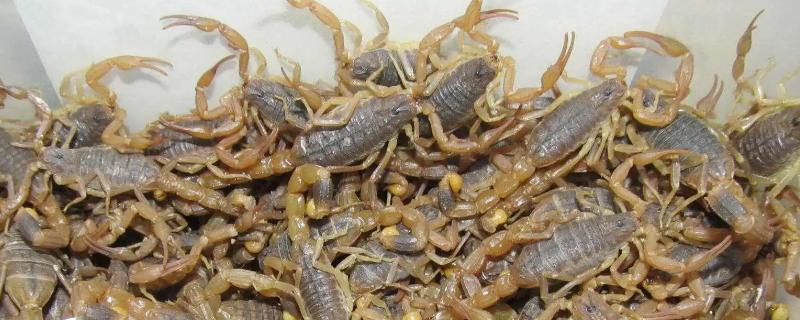 养蝎子需要什么条件，附养殖方法