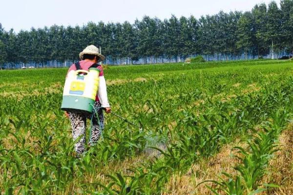 戊氧乙草胺适用哪些作物，有哪些注意事项