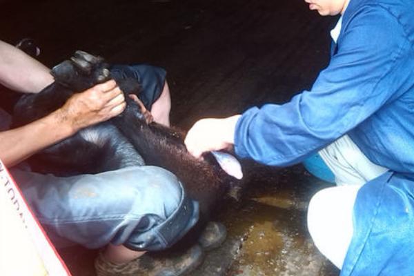 淘汰种公羊怎么去势，公羊去势的好处与坏处