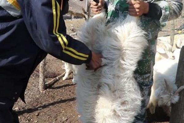 淘汰种公羊怎么去势，公羊去势的好处与坏处