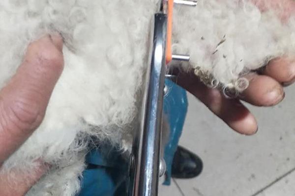 淘汰种公羊怎么去势，公羊去势的好处与坏处