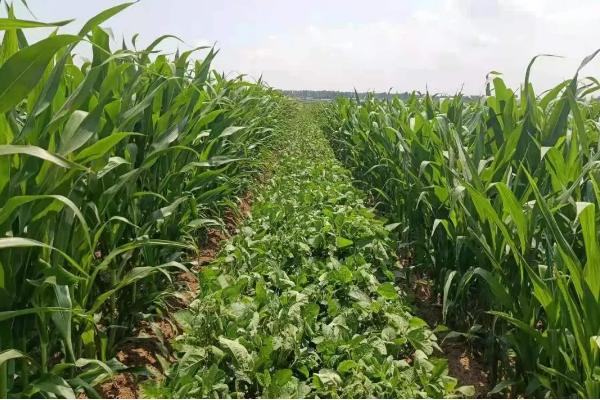 大豆玉米套种最佳行距,大豆玉米套种的意义