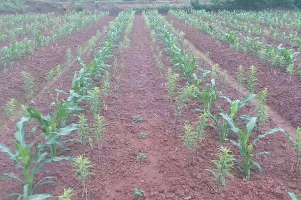 大豆玉米套种最佳行距,大豆玉米套种的意义