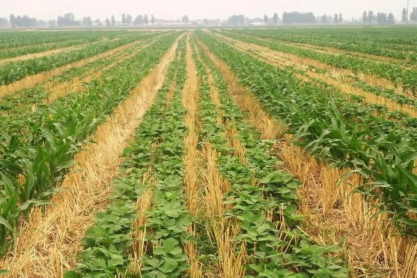 大豆玉米套种最佳行距,大豆玉米套种的意义