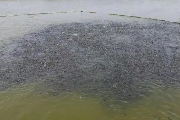 黄辣丁一亩能养多少尾,附养殖方法