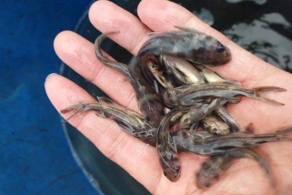 黄辣丁一亩能养多少尾,附养殖方法