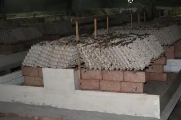 养蝎子需要什么条件，附养殖方法