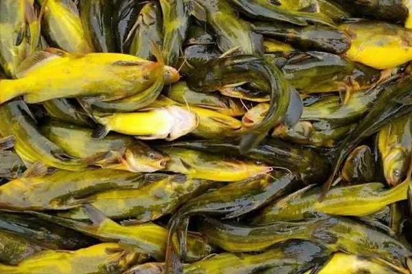 黄辣丁一亩能养多少尾,附养殖方法