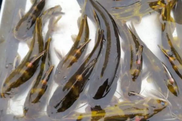 黄辣丁一亩能养多少尾,附养殖方法