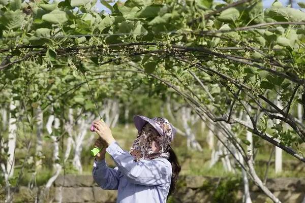 猕猴桃是人工授粉还是自然授粉,猕猴桃授粉后多久才不落果