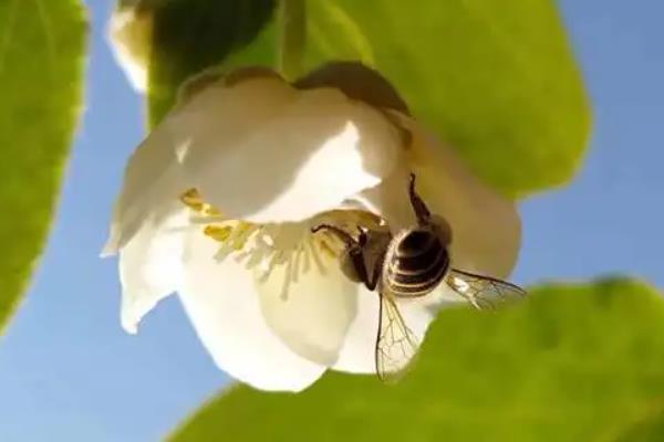 猕猴桃是人工授粉还是自然授粉,猕猴桃授粉后多久才不落果