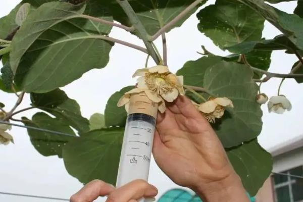 猕猴桃是人工授粉还是自然授粉,猕猴桃授粉后多久才不落果