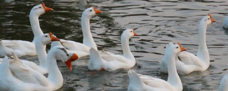 鹅会咬人吗，认识主人吗