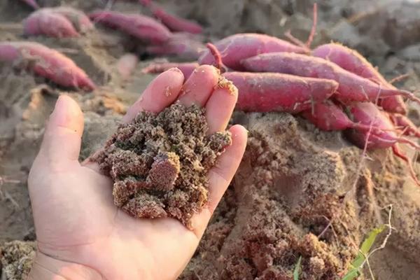 红薯栽种方法与时间