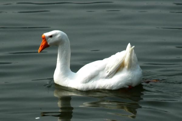 鹅会咬人吗，认识主人吗