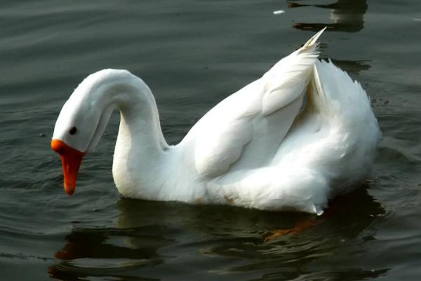 鹅会咬人吗，认识主人吗