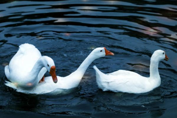 鹅会咬人吗，认识主人吗