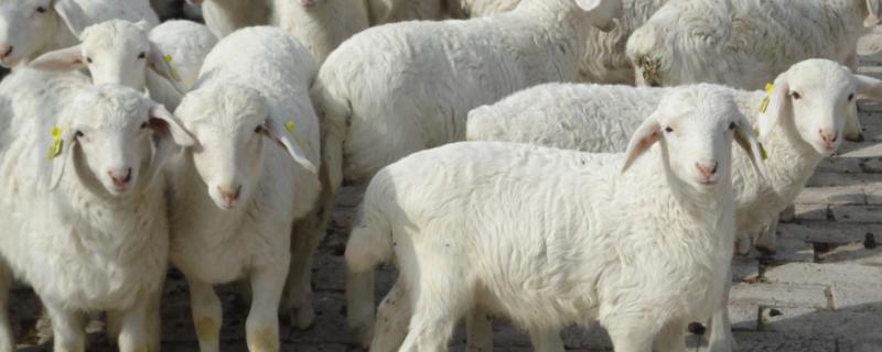 羊几个月生小羊，生小羊前有什么症状