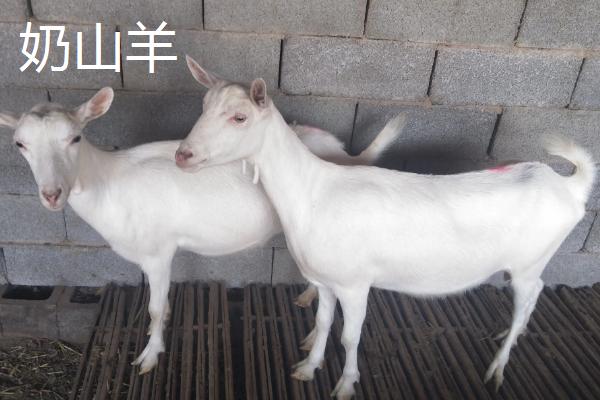 羊几个月生小羊，生小羊前有什么症状