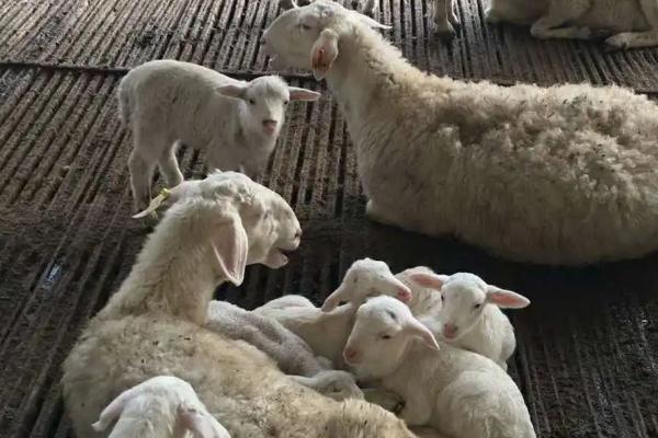 羊几个月生小羊，生小羊前有什么症状