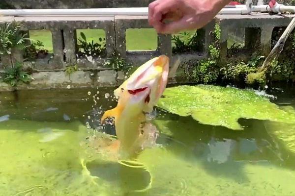 干玉米可以直接喂鱼吗,干玉米生虫怎么办