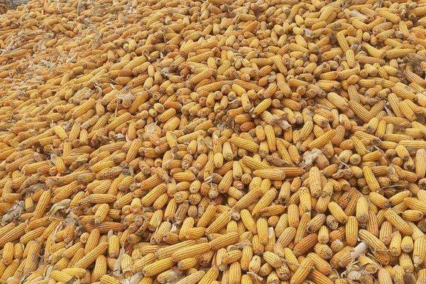 干玉米可以直接喂鱼吗,干玉米生虫怎么办