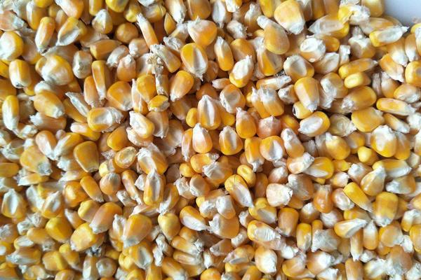 干玉米可以直接喂鱼吗,干玉米生虫怎么办