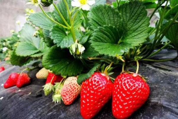 草莓要打很多农药吗,草莓是果实还是花托