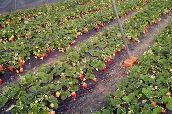 草莓要打很多农药吗,草莓是果实还是花托