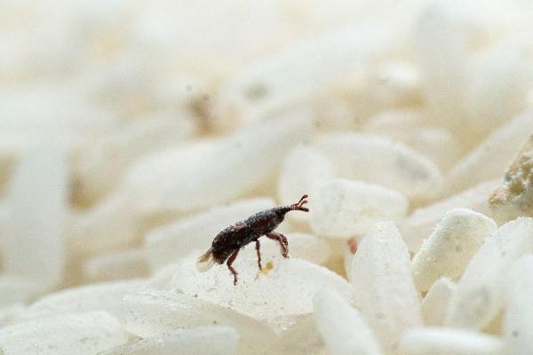 大米长虫怎么办，大米长虫的原因