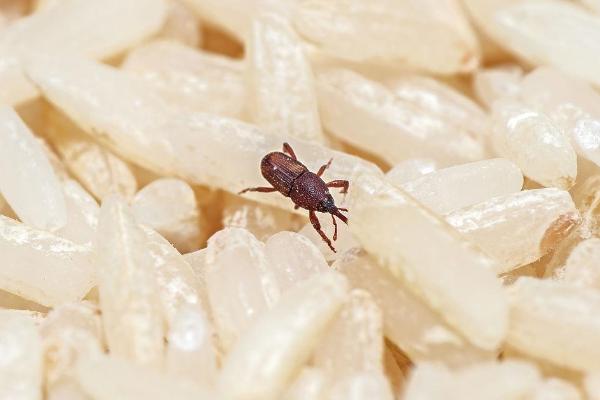 大米长虫怎么办，大米长虫的原因