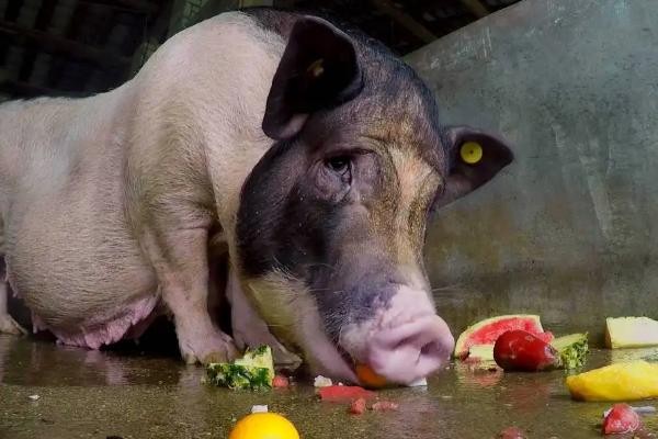 猪吃什么，猪吃猪肉的吗