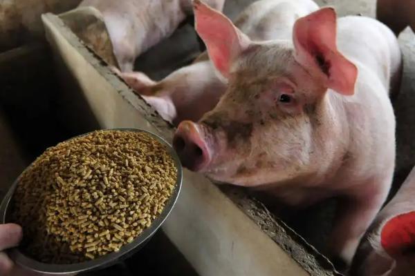 猪吃什么，猪吃猪肉的吗