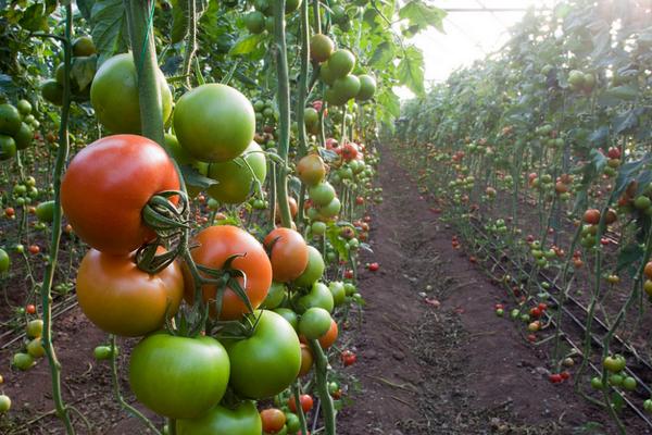 西红柿株距行距是多少,西红柿生长需要什么肥料