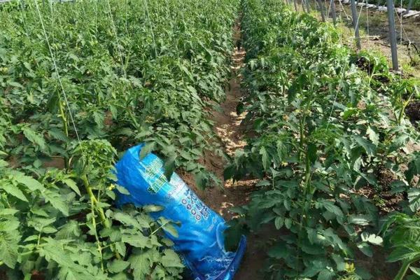 西红柿株距行距是多少,西红柿生长需要什么肥料