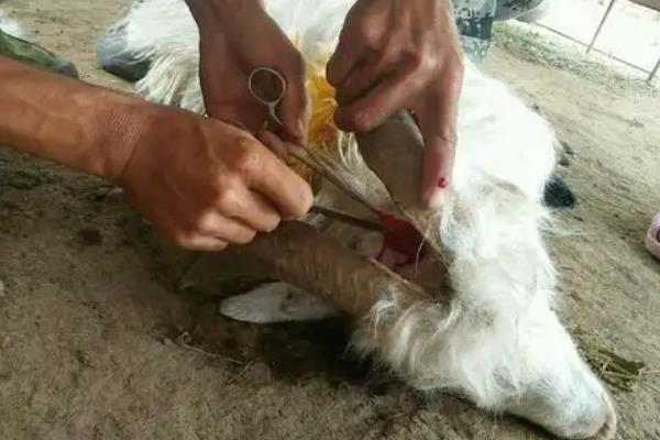 小羊一直低头是什么病,是什么原因导致的