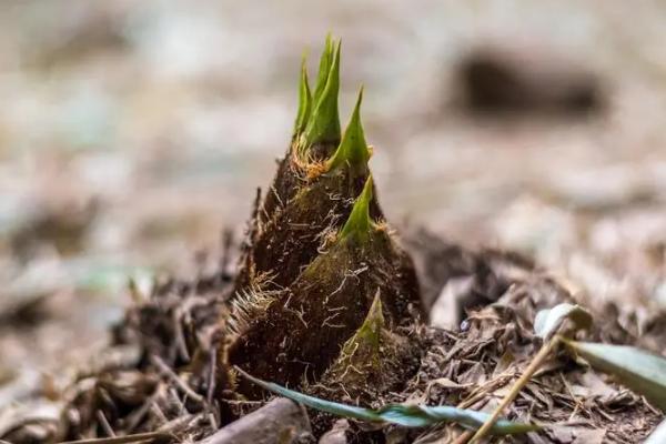 笋芽儿的生长过程是怎样的，竹笋是竹子的芽吗
