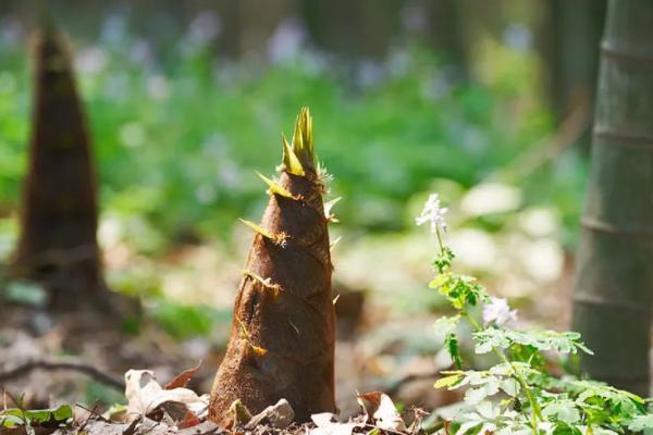 笋芽儿的生长过程是怎样的，竹笋是竹子的芽吗
