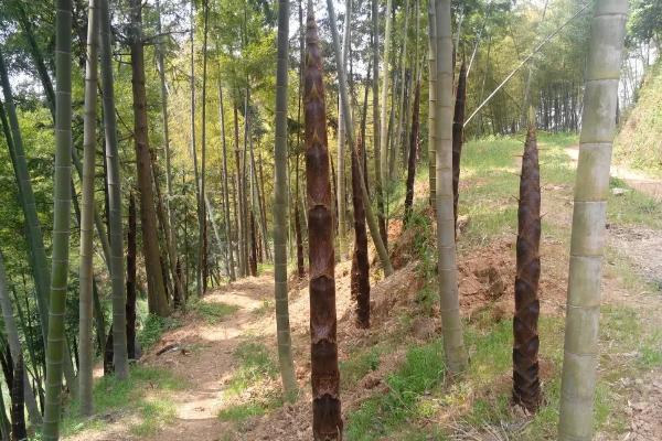 笋芽儿的生长过程是怎样的，竹笋是竹子的芽吗