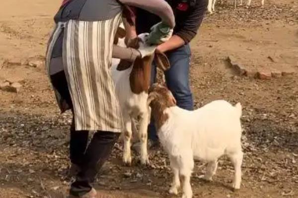 小羊一直低头是什么病,是什么原因导致的