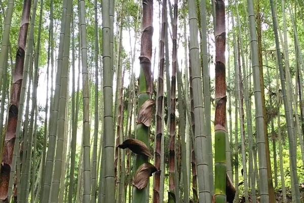 笋芽儿的生长过程是怎样的，竹笋是竹子的芽吗