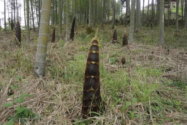 笋芽儿的生长过程是怎样的，竹笋是竹子的芽吗