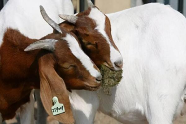 小羊一直低头是什么病,是什么原因导致的