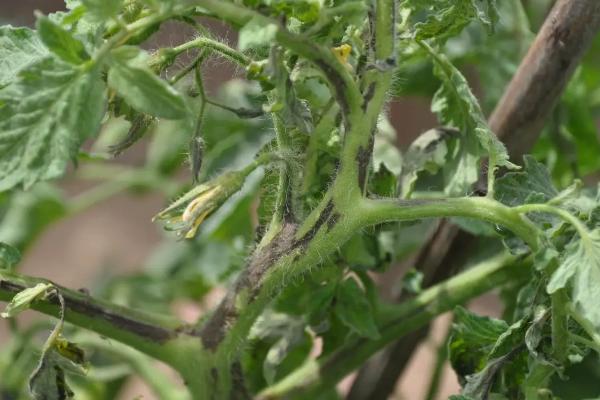 番茄病害,分别如何防治