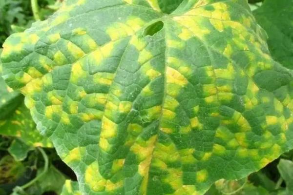 番茄病害,分别如何防治